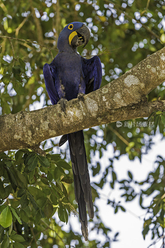 风信子金刚鹦鹉(Anodorhynchus hyacinthinus)，或风信子金刚鹦鹉，是一种原产于南美中部和东部的鹦鹉，在巴西潘塔纳尔发现